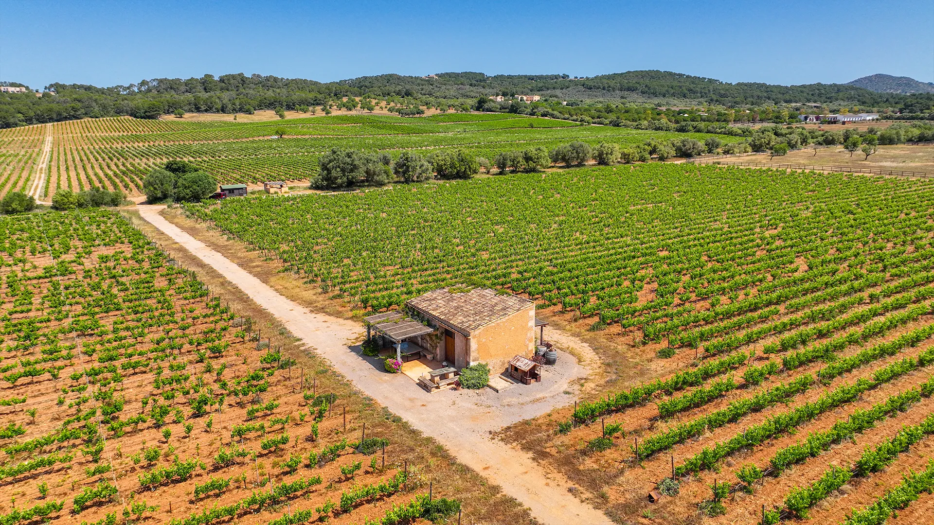 Weinberge von Es Fangar aus der Luft mit einem alten Steinhaus
